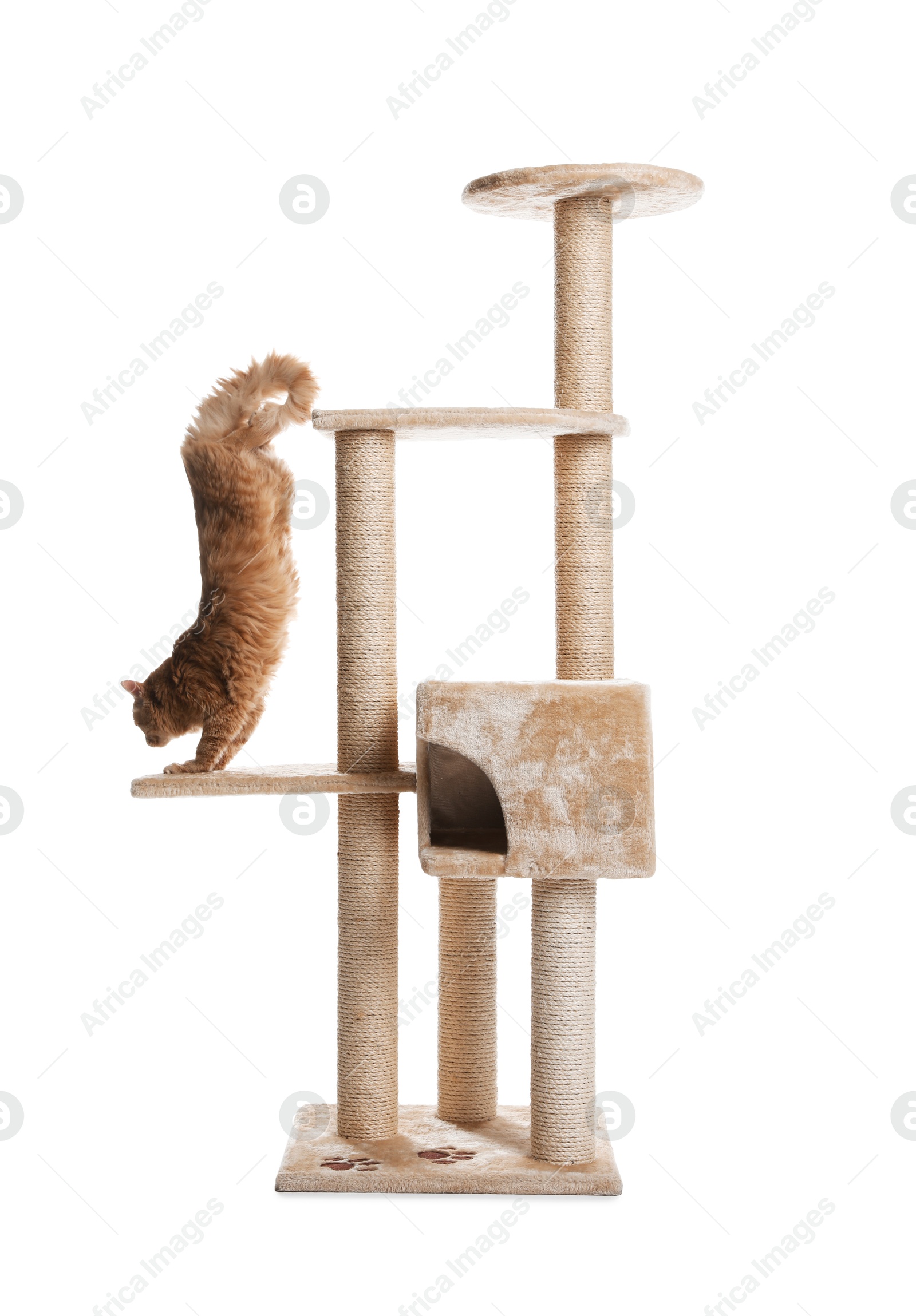 Cute cat on pet tree against white background Photo of Cute cat on pet tree against white background