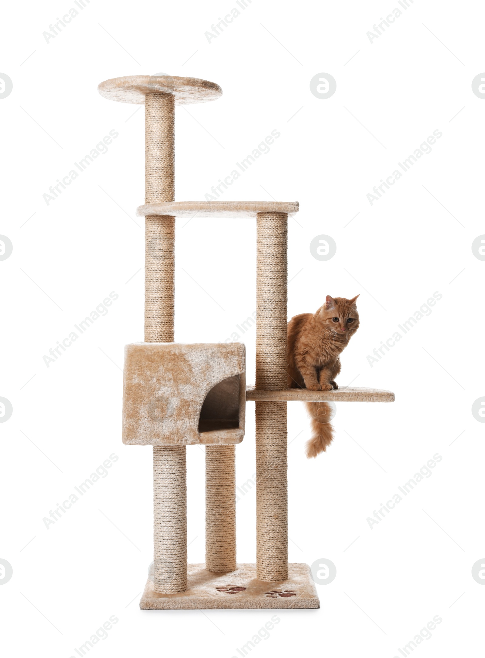 Cute cat on pet tree against white background Photo of Cute cat on pet tree against white background