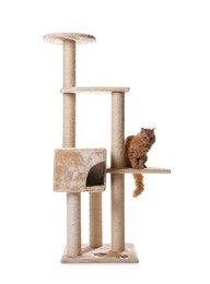 Photo of Cute cat on pet tree against white background