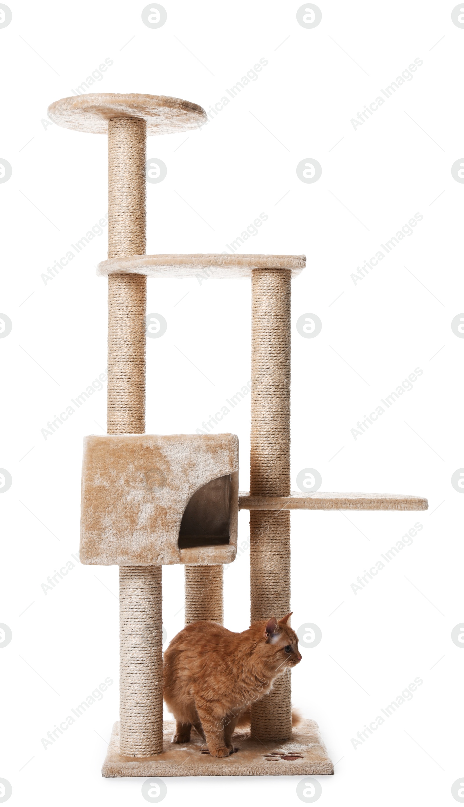 Cute cat on pet tree against white background Photo of Cute cat on pet tree against white background