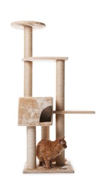 Photo of Cute cat on pet tree against white background