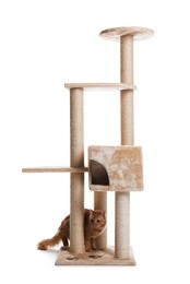 Photo of Cute cat on pet tree against white background