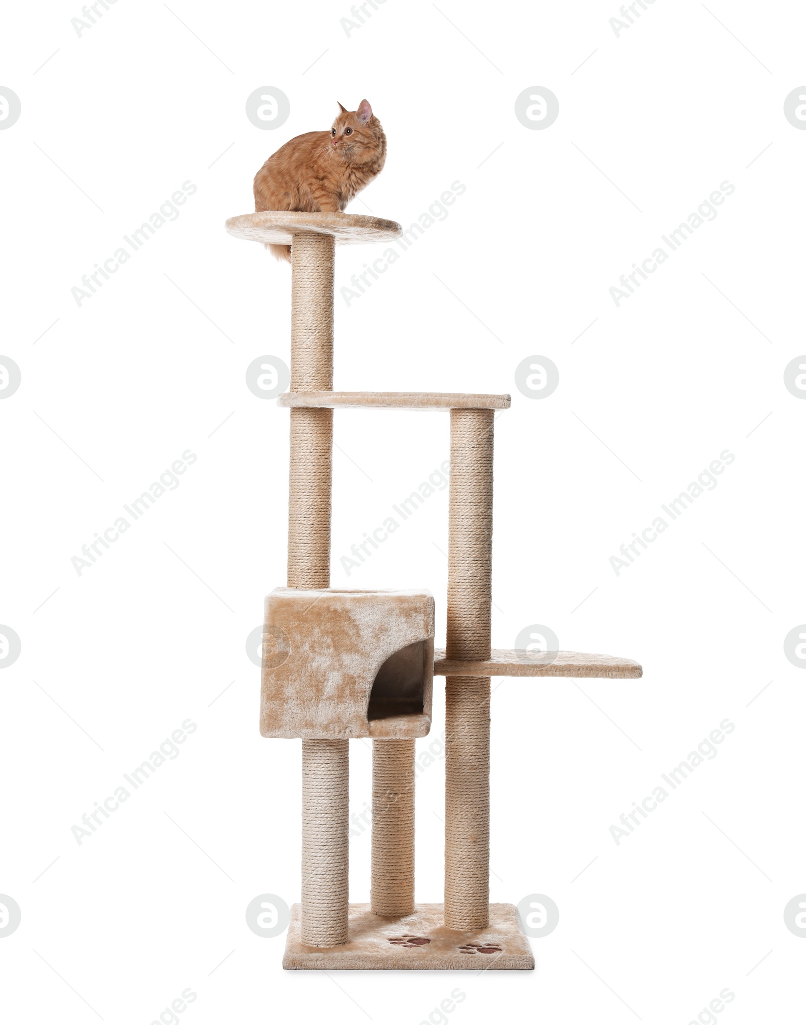Cute cat on pet tree against white background Photo of Cute cat on pet tree against white background