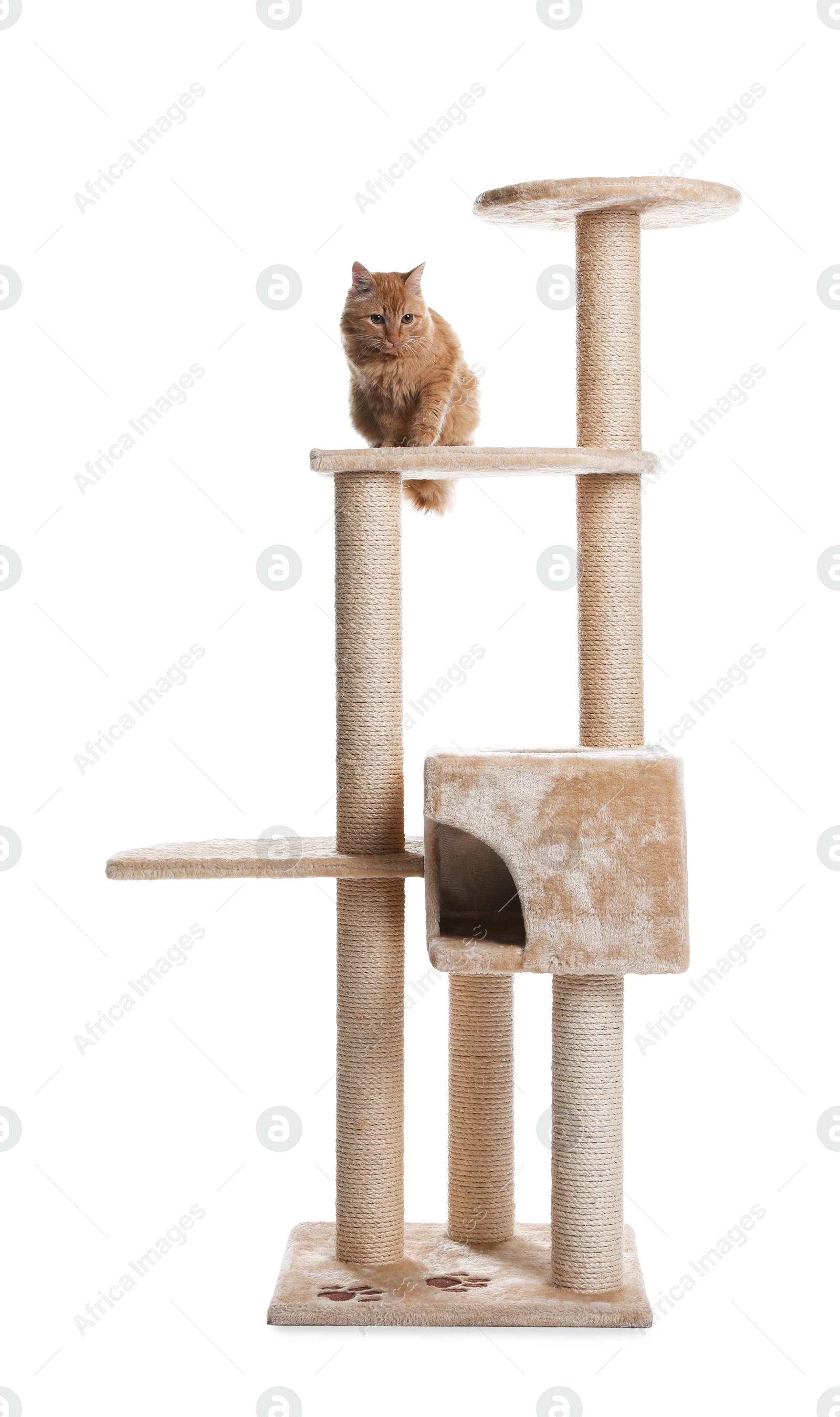Cute cat on pet tree against white background Photo of Cute cat on pet tree against white background