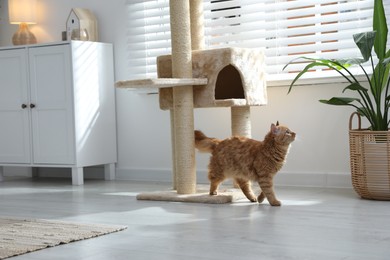 Photo of Cute cat on pet tree at home