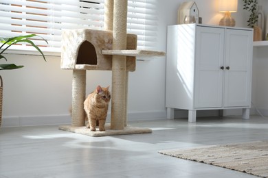 Photo of Cute cat on pet tree at home