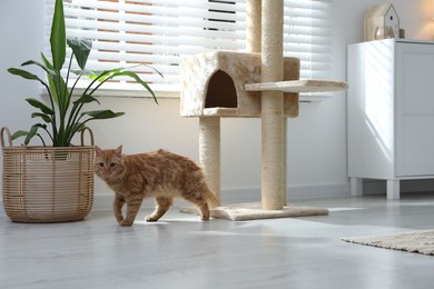 Photo of Cute cat on pet tree at home