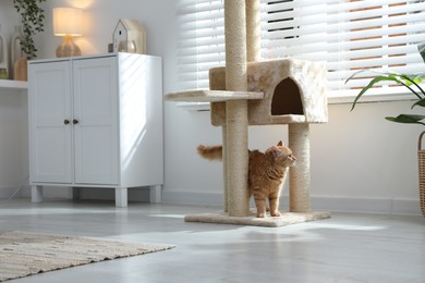 Photo of Cute cat on pet tree at home
