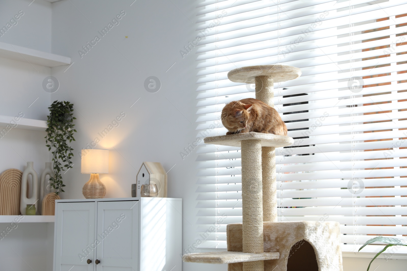 Cute cat on pet tree at home Photo of Cute cat on pet tree at home
