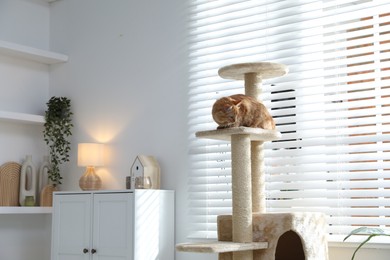 Photo of Cute cat on pet tree at home