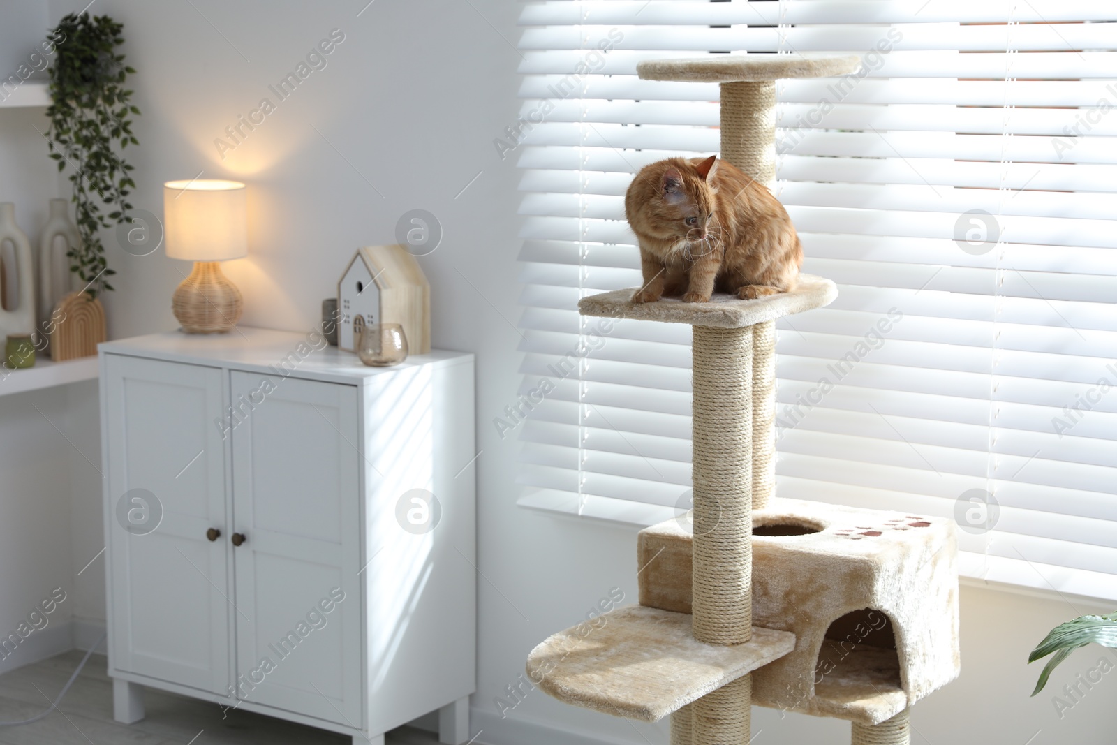 Cute cat on pet tree at home Photo of Cute cat on pet tree at home