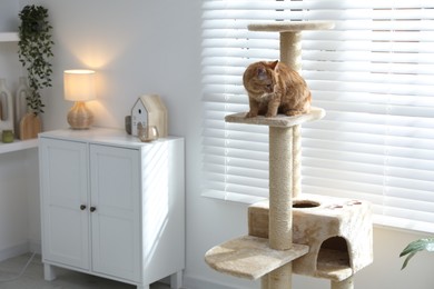 Photo of Cute cat on pet tree at home
