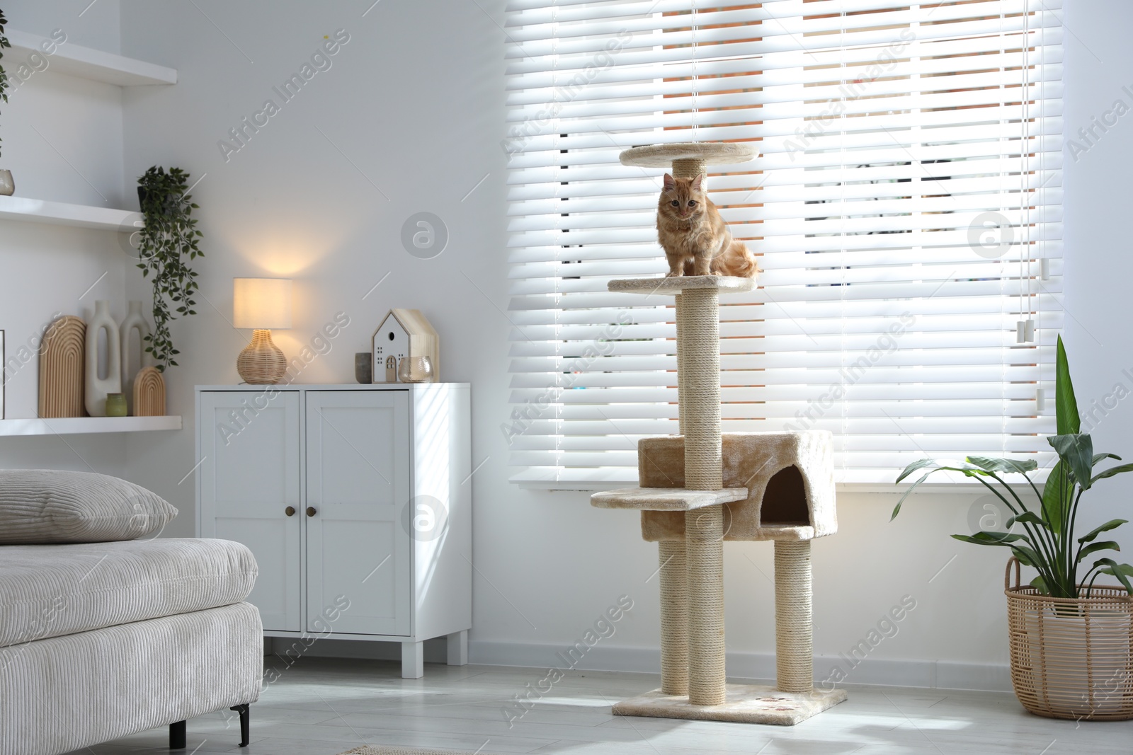 Cute cat on pet tree at home Photo of Cute cat on pet tree at home