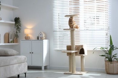 Photo of Cute cat on pet tree at home