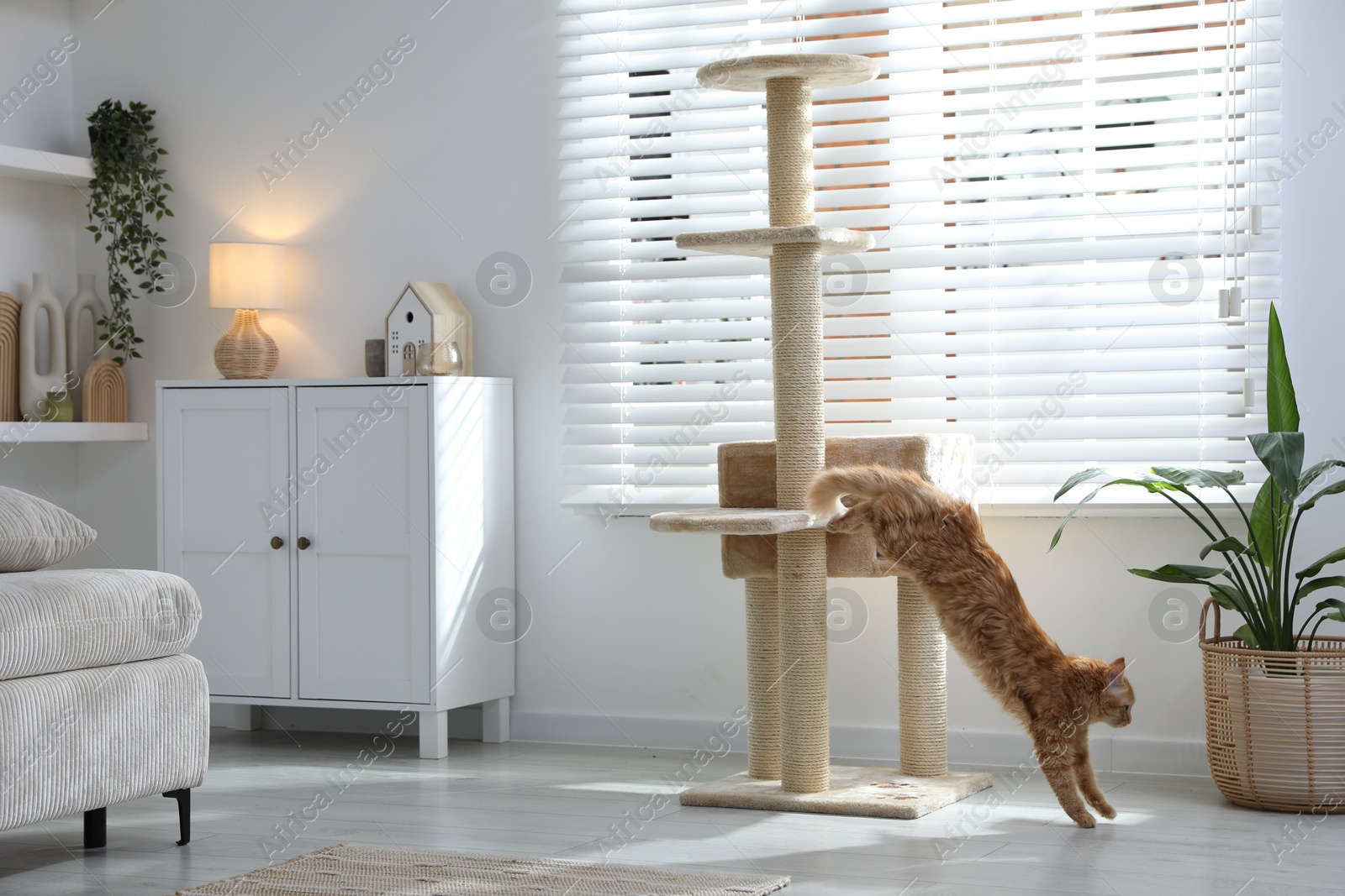 Cute cat on pet tree at home Photo of Cute cat on pet tree at home