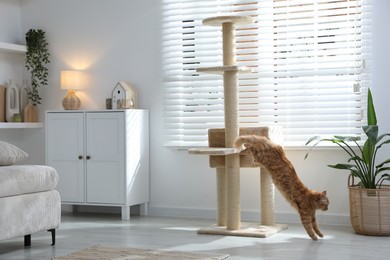 Photo of Cute cat on pet tree at home