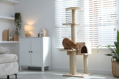 Photo of Cute cat on pet tree at home