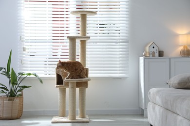 Photo of Cute cat on pet tree at home
