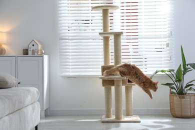 Photo of Cute cat on pet tree at home