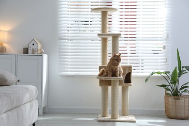Photo of Cute cat on pet tree at home