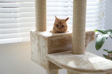 Photo of Cute cat hiding in house on pet tree at home