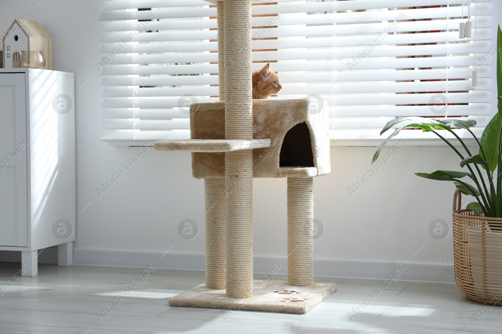 Cute cat hiding in house on pet tree at home Photo of Cute cat hiding in house on pet tree at home
