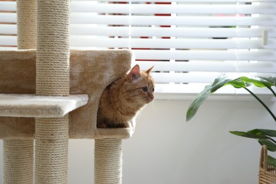 Photo of Cute cat hiding in house on pet tree at home