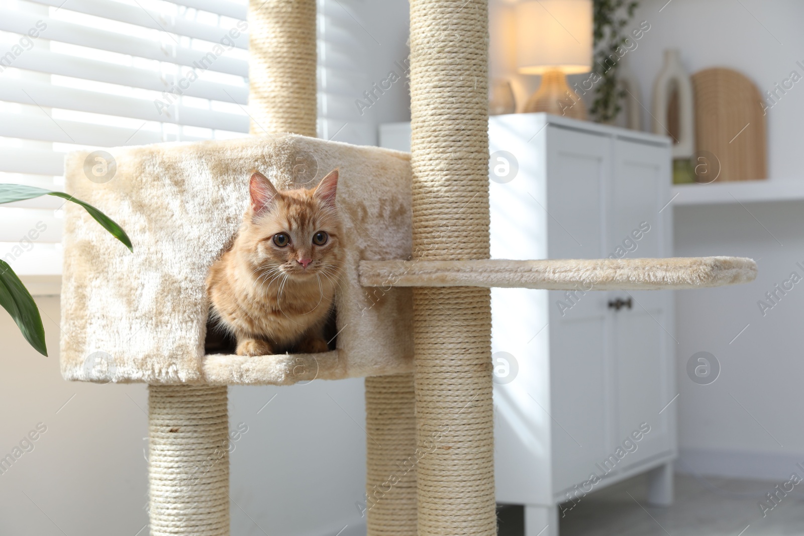 Cute cat hiding in house on pet tree at home Photo of Cute cat hiding in house on pet tree at home