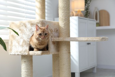 Photo of Cute cat hiding in house on pet tree at home