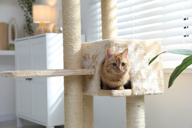 Photo of Cute cat hiding in house on pet tree at home