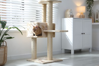 Photo of Cute cat hiding in house on pet tree at home