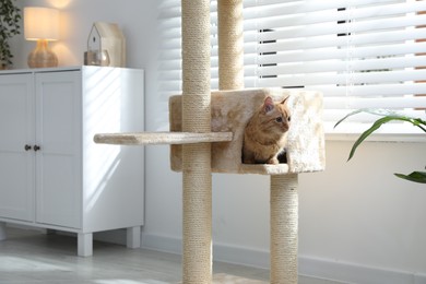 Photo of Cute cat hiding in house on pet tree at home