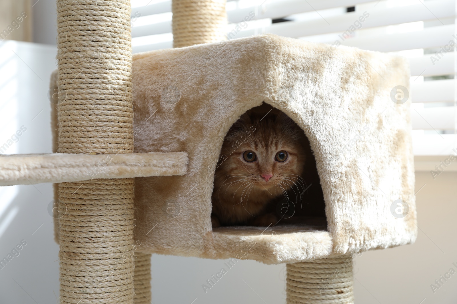 Cute cat hiding in house on pet tree at home Photo of Cute cat hiding in house on pet tree at home