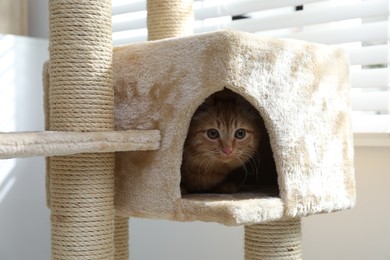 Photo of Cute cat hiding in house on pet tree at home