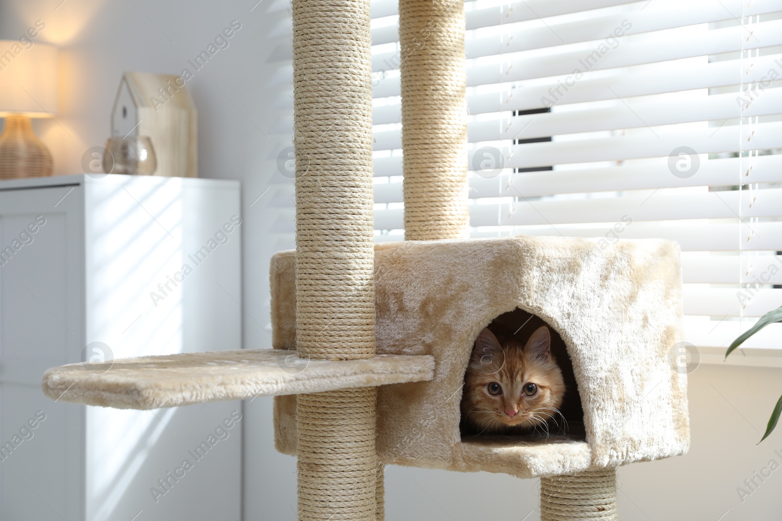 Cute cat hiding in house on pet tree at home Photo of Cute cat hiding in house on pet tree at home