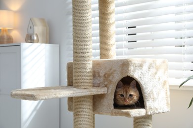 Photo of Cute cat hiding in house on pet tree at home