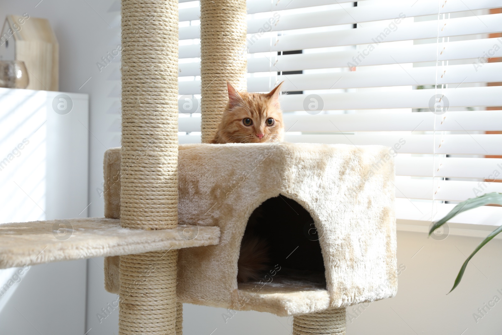 Cute cat hiding in house on pet tree at home Photo of Cute cat hiding in house on pet tree at home