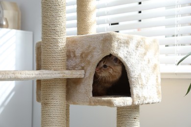 Photo of Cute cat hiding in house on pet tree at home