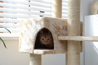 Photo of Cute cat hiding in house on pet tree at home