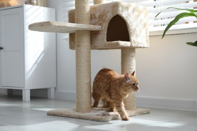 Photo of Cute cat on pet tree at home