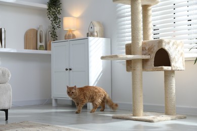 Photo of Cute cat on pet tree at home