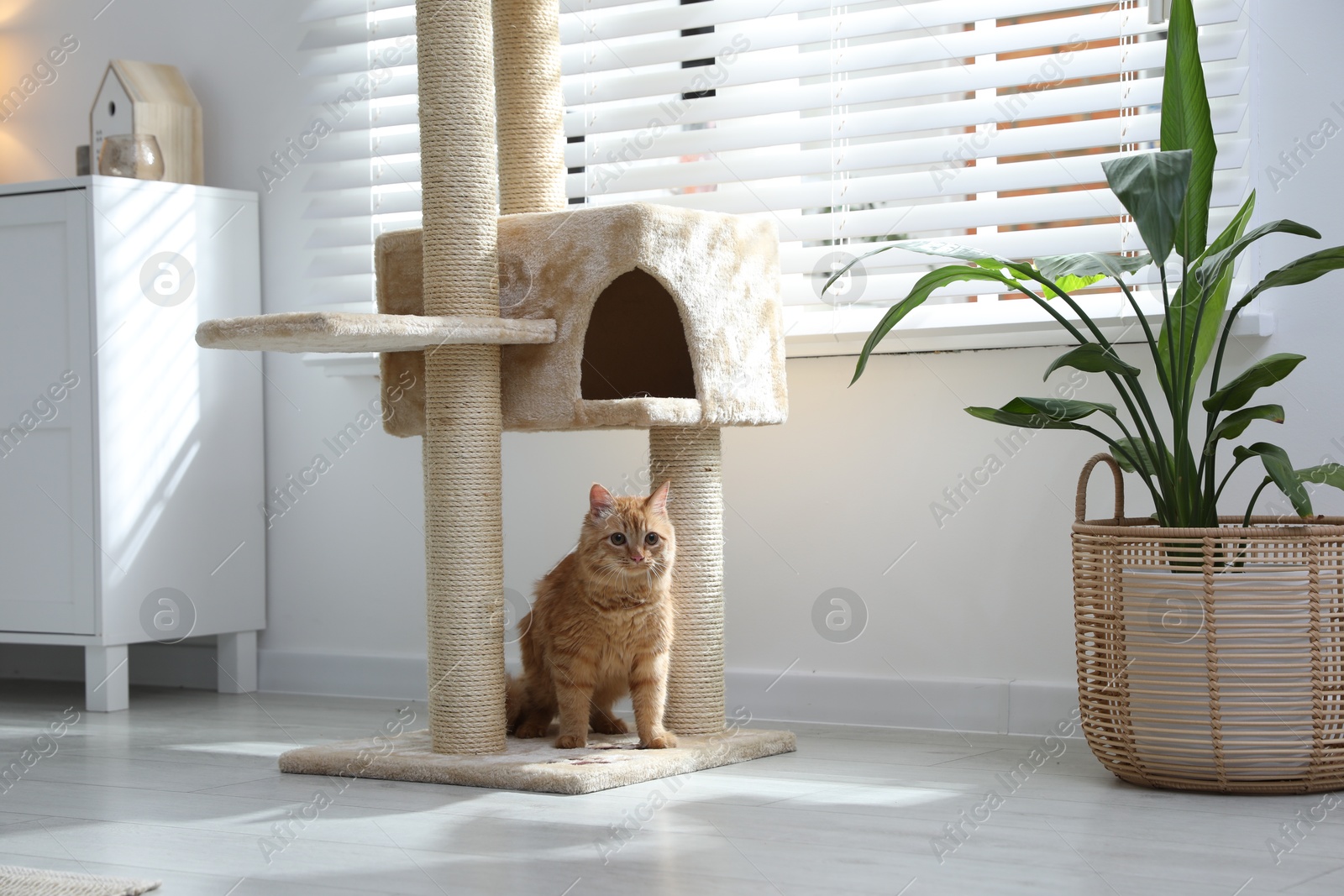 Cute cat on pet tree at home Photo of Cute cat on pet tree at home