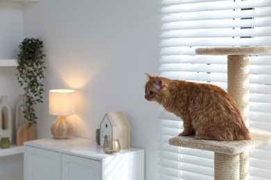 Photo of Cute cat on pet tree at home