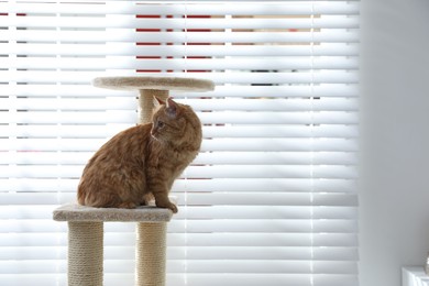 Photo of Cute cat on pet tree at home