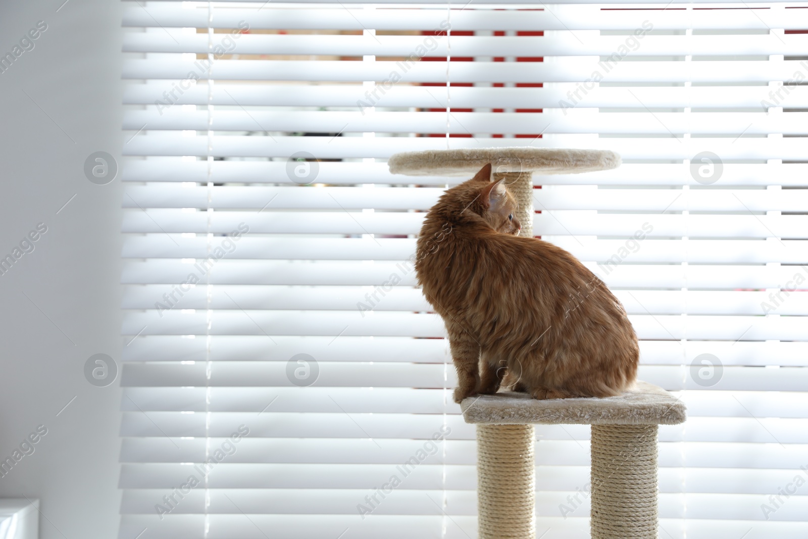 Cute cat on pet tree at home Photo of Cute cat on pet tree at home