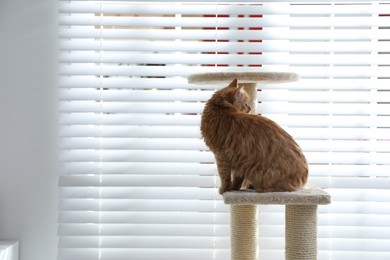 Photo of Cute cat on pet tree at home