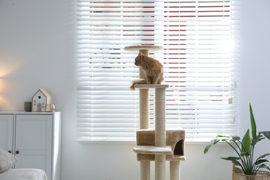 Photo of Cute cat on pet tree at home