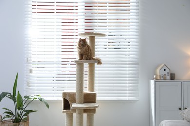 Photo of Cute cat on pet tree at home