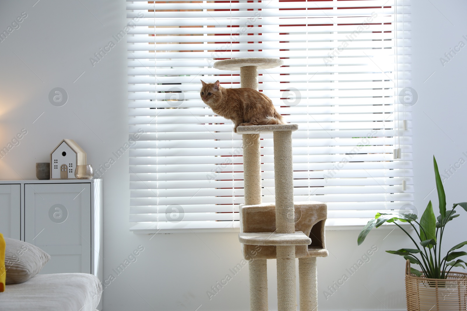 Cute cat on pet tree at home Photo of Cute cat on pet tree at home