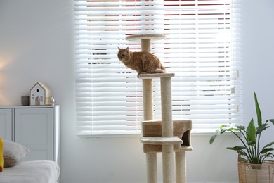 Photo of Cute cat on pet tree at home